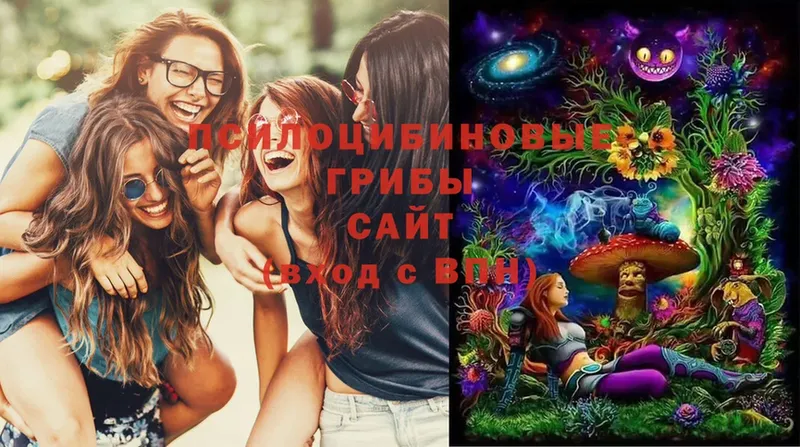 Галлюциногенные грибы Cubensis  Курчалой 